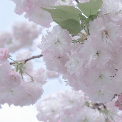 Furry插画氛围提升FurryQQ群